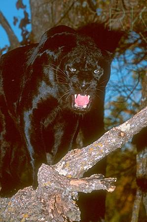 Blackpanther - 58.jpg